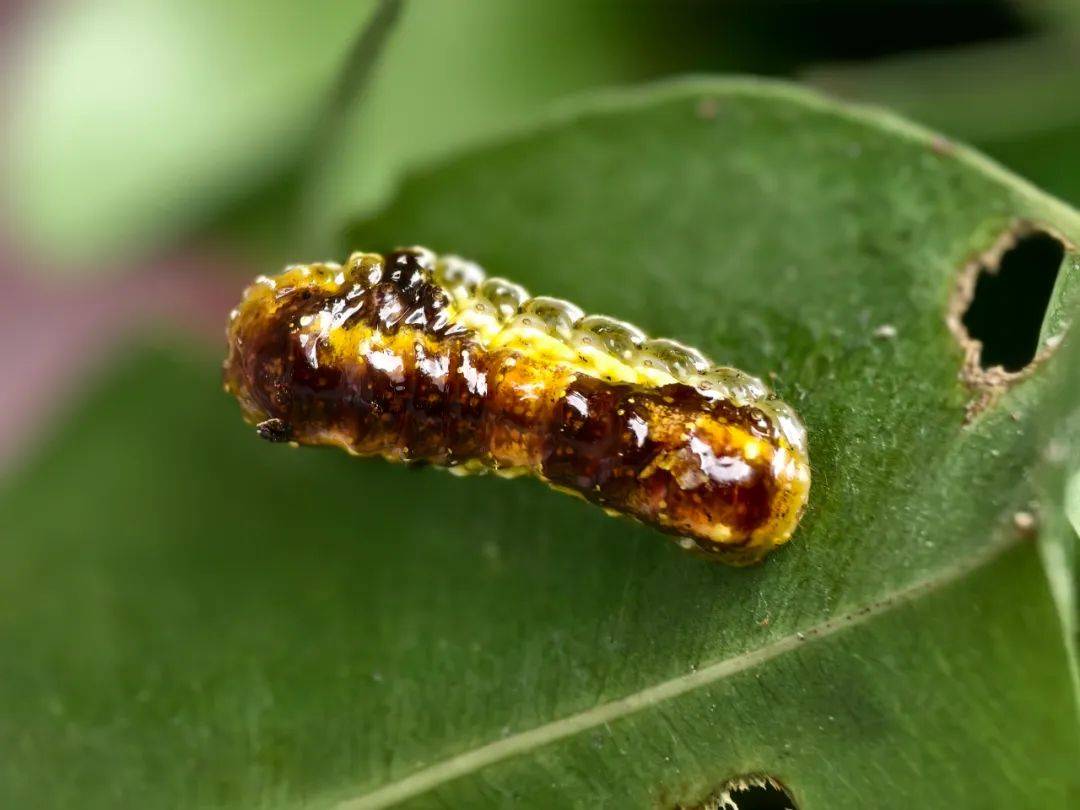 蜜蜂会吃害虫吗(蜜蜂会吃害虫吗图片)