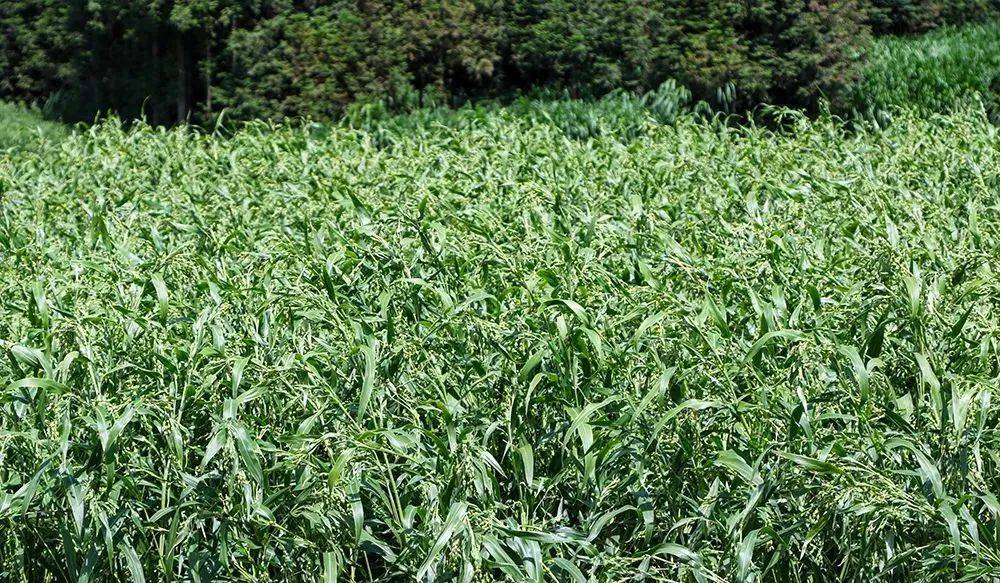 兴仁市下山镇：打造薏仁米良种繁育基地 深耕大山中的“宝藏谷物