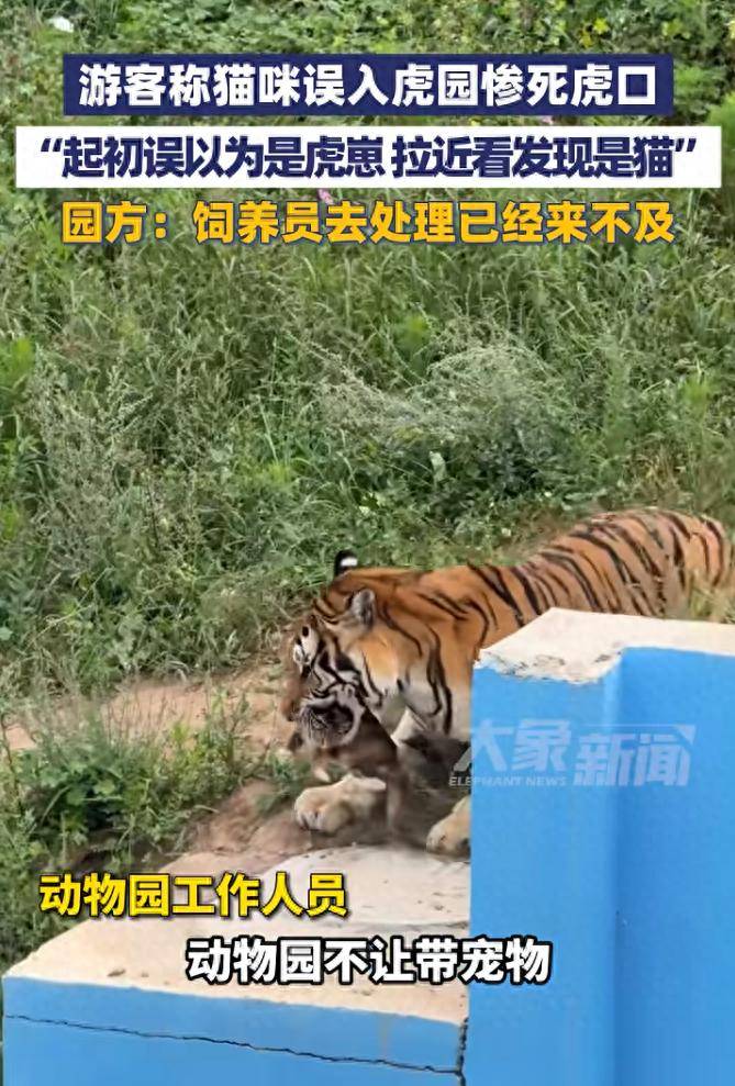 猫咪误入虎园被咬死！西宁一动物园回应：非游客携带宠物，去处理时已来不及