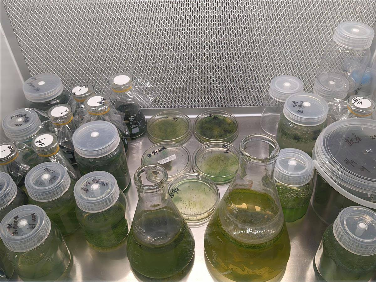初生牛犊不怕虎 武科大一群本科生要颠覆净水产业 藻菌相融绿色技术路线已获百万投资