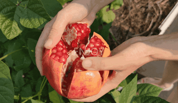 【会理突尼斯软籽石榴】36.9元到手4.5斤大果!