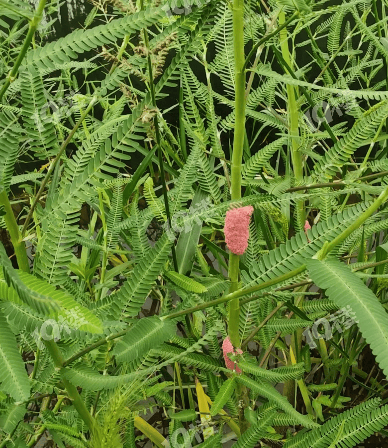 别吃！别碰！寄生虫多达上千条，近期大量出现