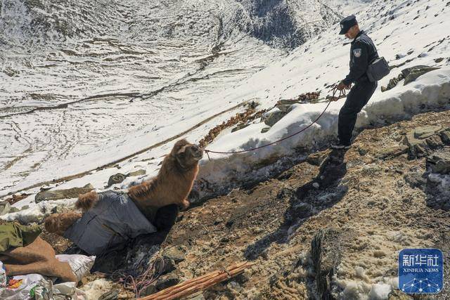新疆阿勒泰秋雪阻转场 边境民辅警暖心护航