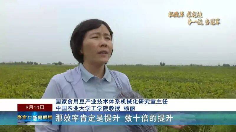 【抓改革 求突破 争一流 当冠军】科技赋能秋收 张家口食用豆全机械化收割按下“快进键”