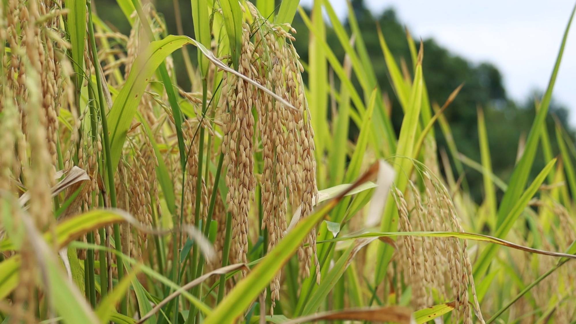 贵州三都:"机收 测产"双保障稻田亩产稳增