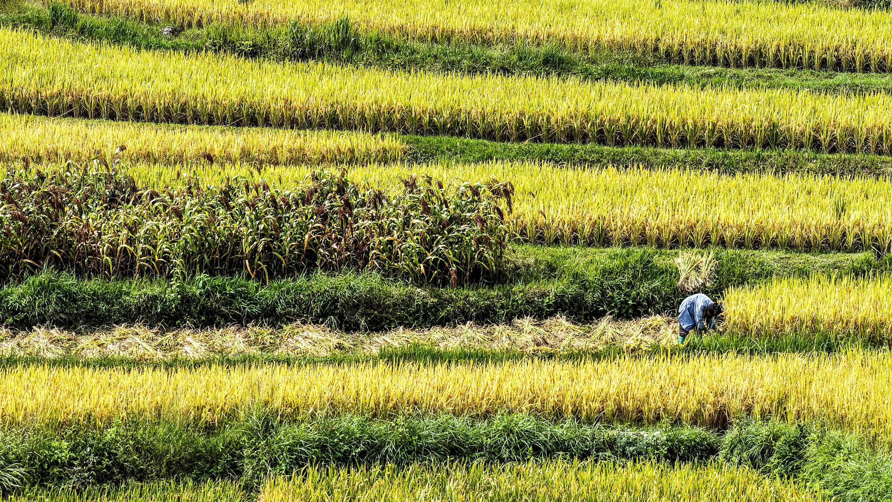 贵州长顺:水稻成熟 开镰收割