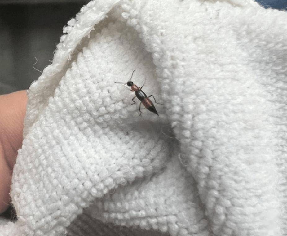 菜园等阴暗处隐翅虫又被称为"影子虫""青腰虫"又到了隐翅虫活跃的季节