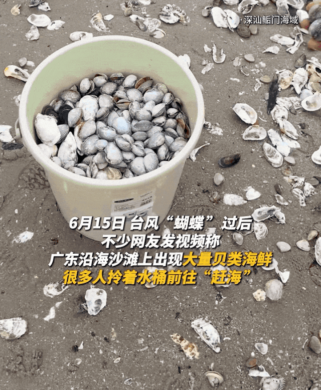 “能捡几百斤”！台风后海滩遍地生蚝，紧急提醒！