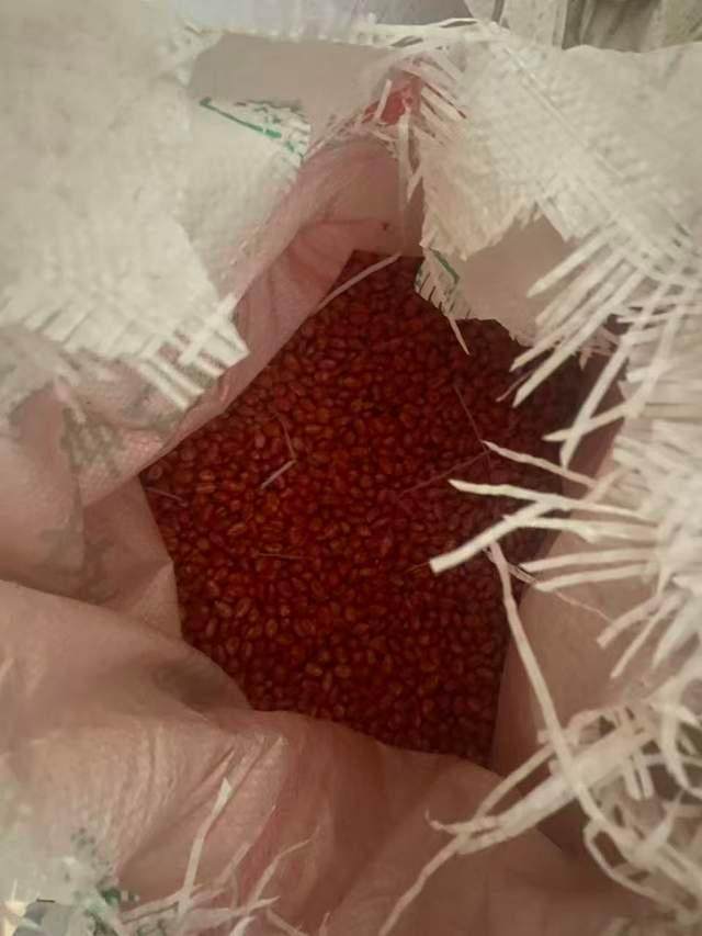 男子包地千亩种玉米疑遇假种子，损失百余万索赔遇难题；农业部门回应