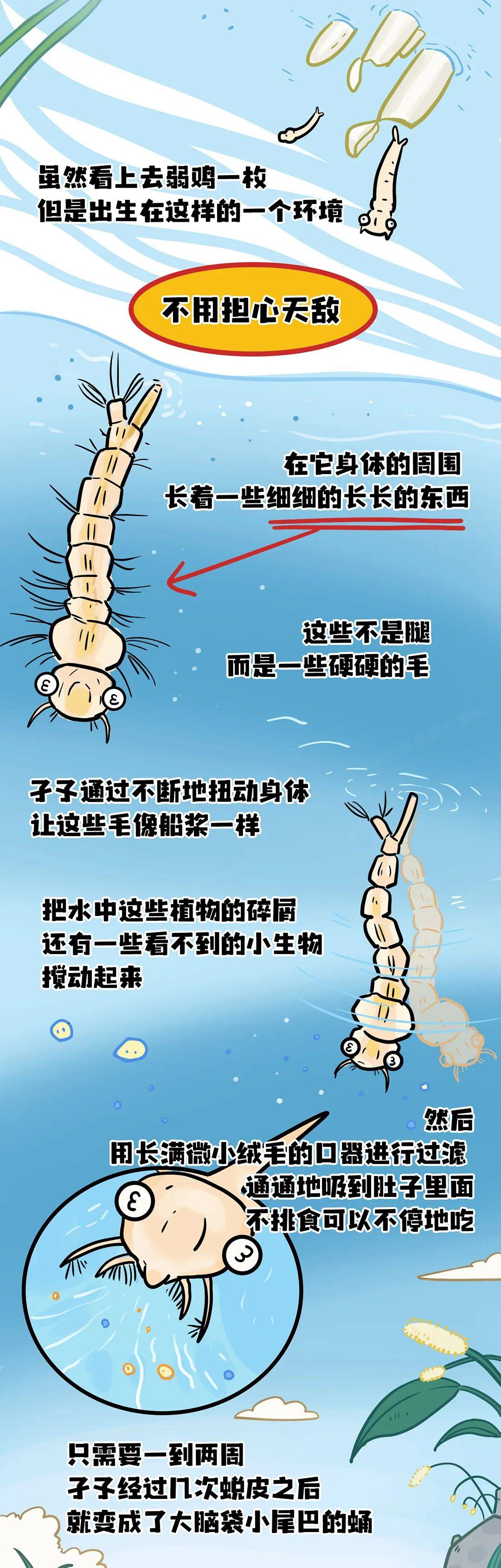 蚊子生长过程大曝光!拒绝蚊子"宠幸",要做好这件事