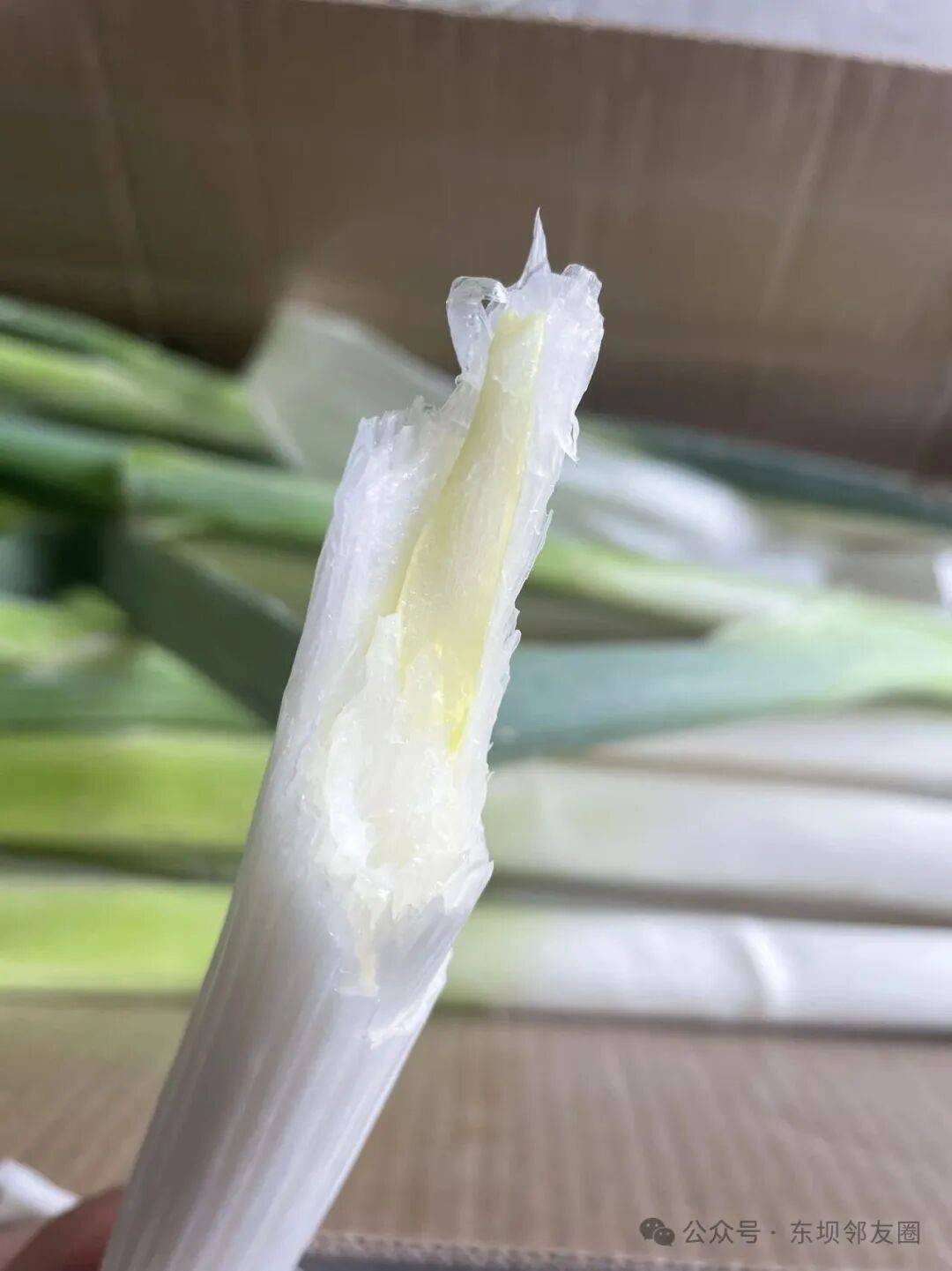 葱白脆嫩甜不辣久藏不坏
