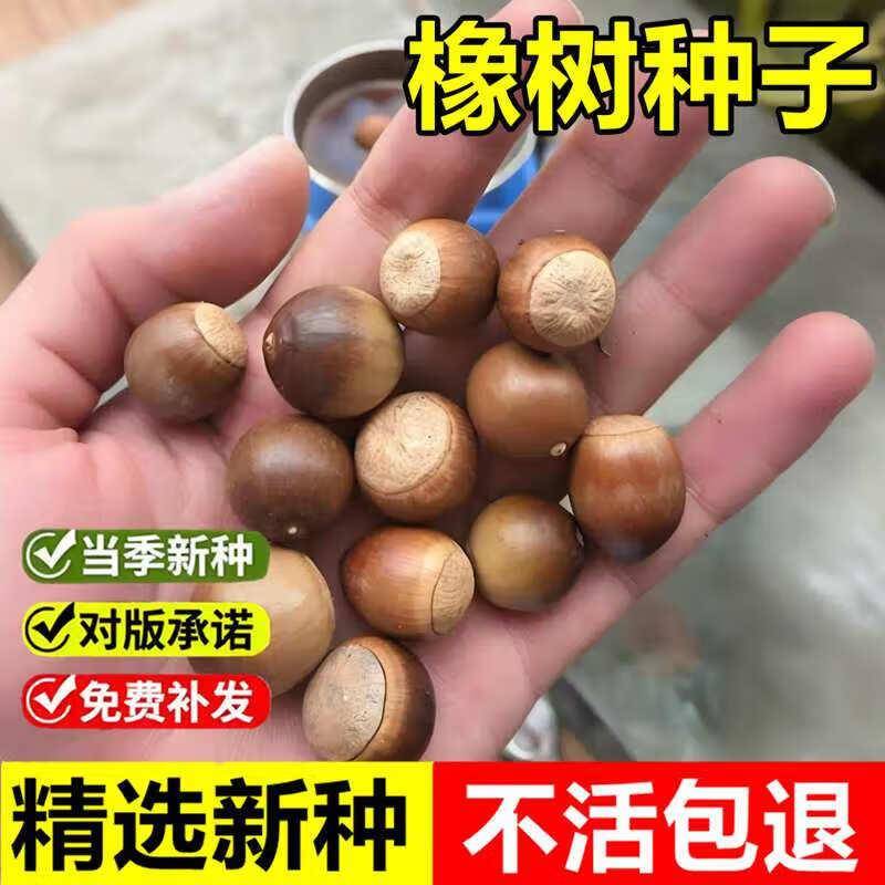 青冈树是国家几级保护树木?快来看看吧!_生活_自然_理想
