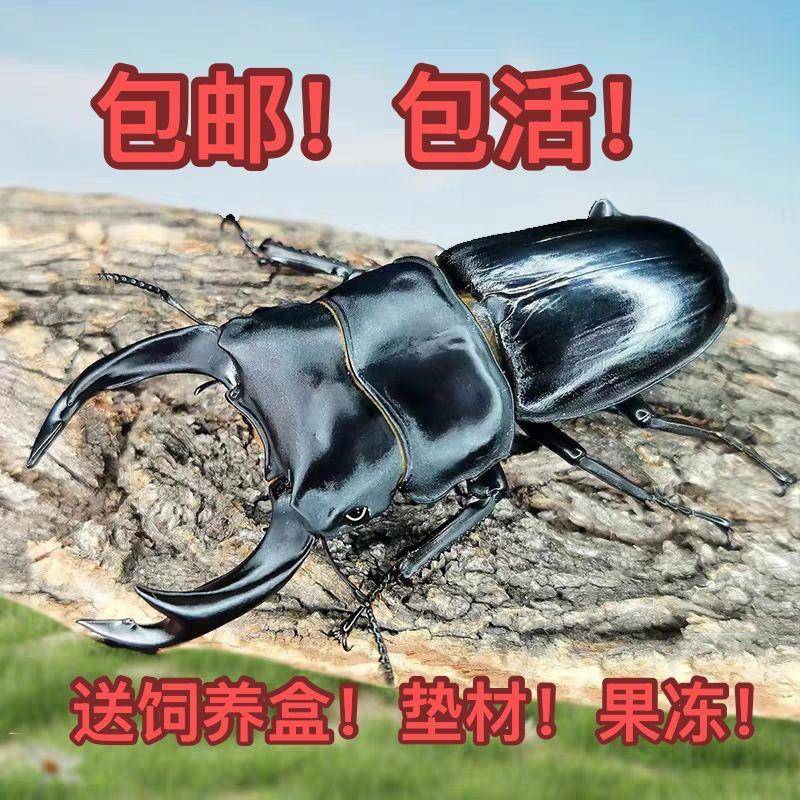 黑白色天牛有没有毒?快来看看真相吧!别再担心啦!