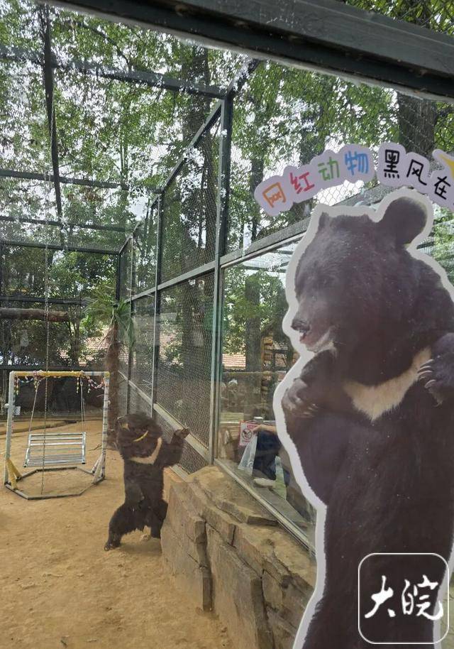 安徽宣城10岁网红熊“黑风”，假期4天吸引5万游客