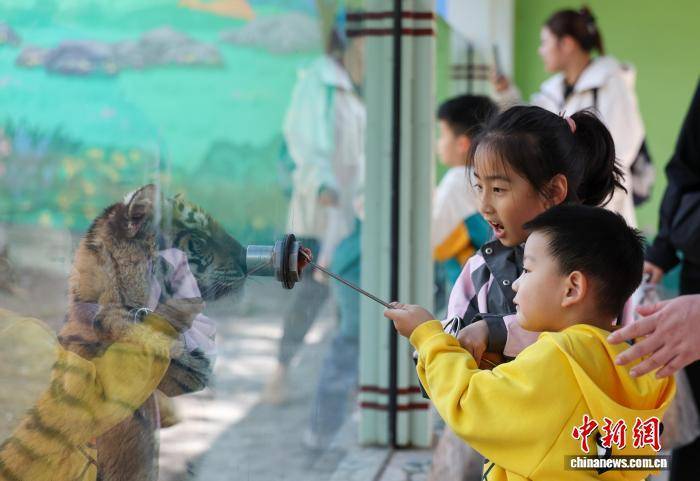 辽宁沈阳：怪坡东北虎园吸引游客