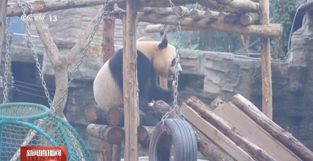 狂啃“窝头月饼”大熊猫“吉年”“福将”中秋亮相萌翻全场