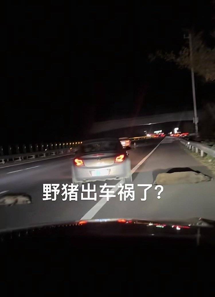 高速路躺了几头野猪？男子开车时速105公里撞上横穿高速公路的野猪群