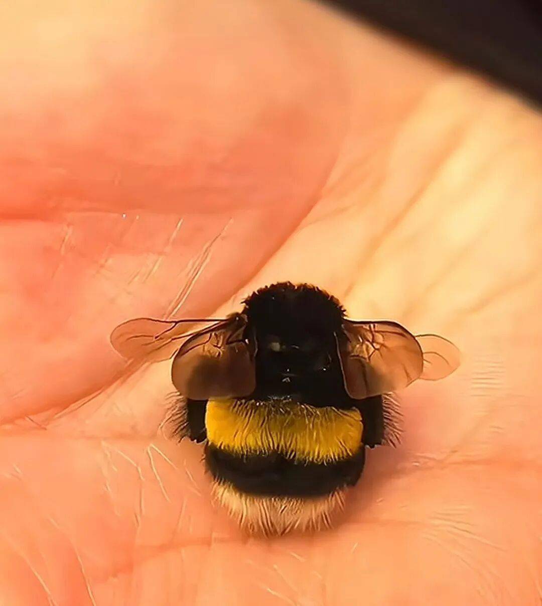 花朵中看一只胖嘟嘟蜜蜂好奇把玩,医生直呼:赶紧扔掉,它是采蜜太困