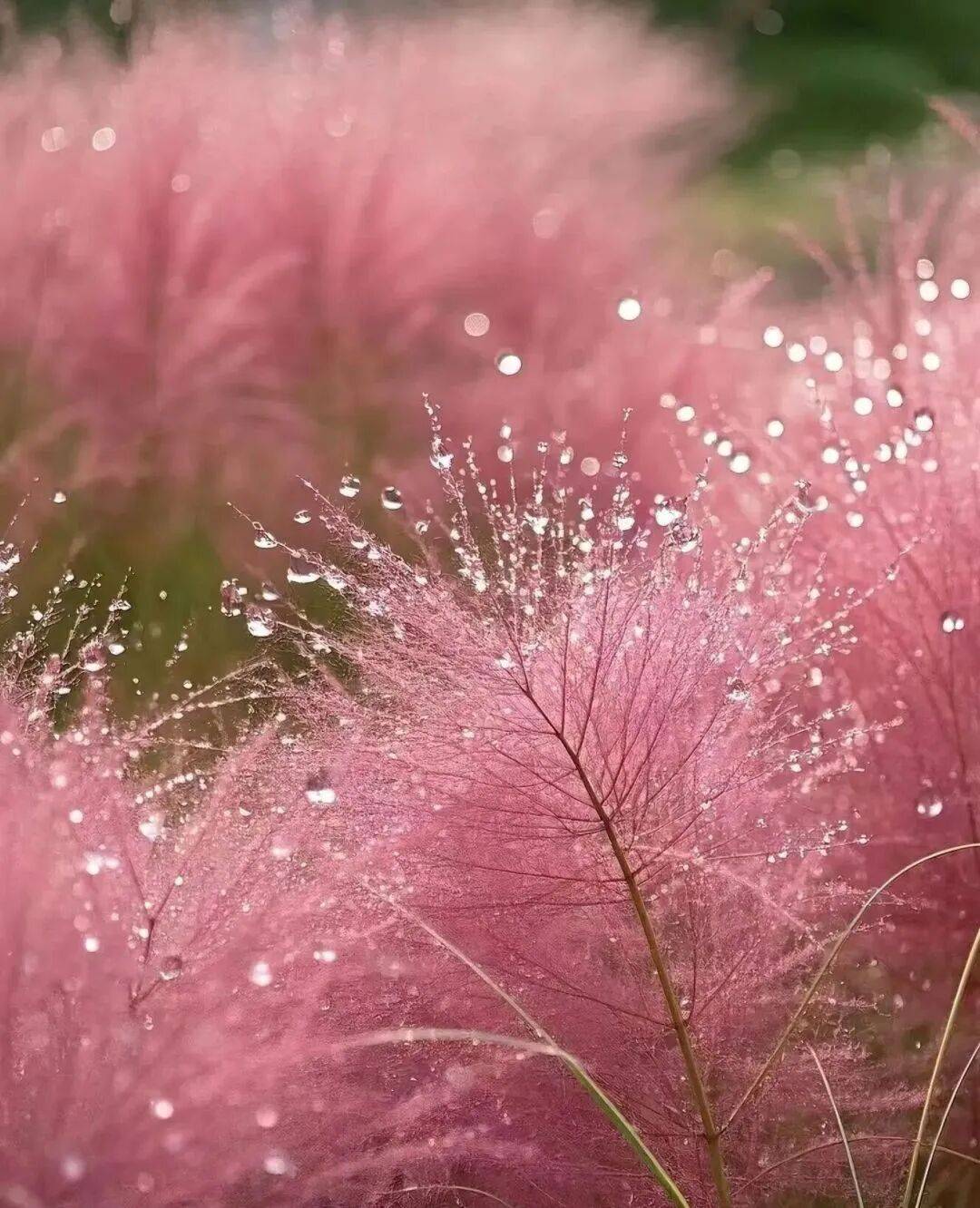 粉了粉了!你的朋友圈将被粉色花海刷屏