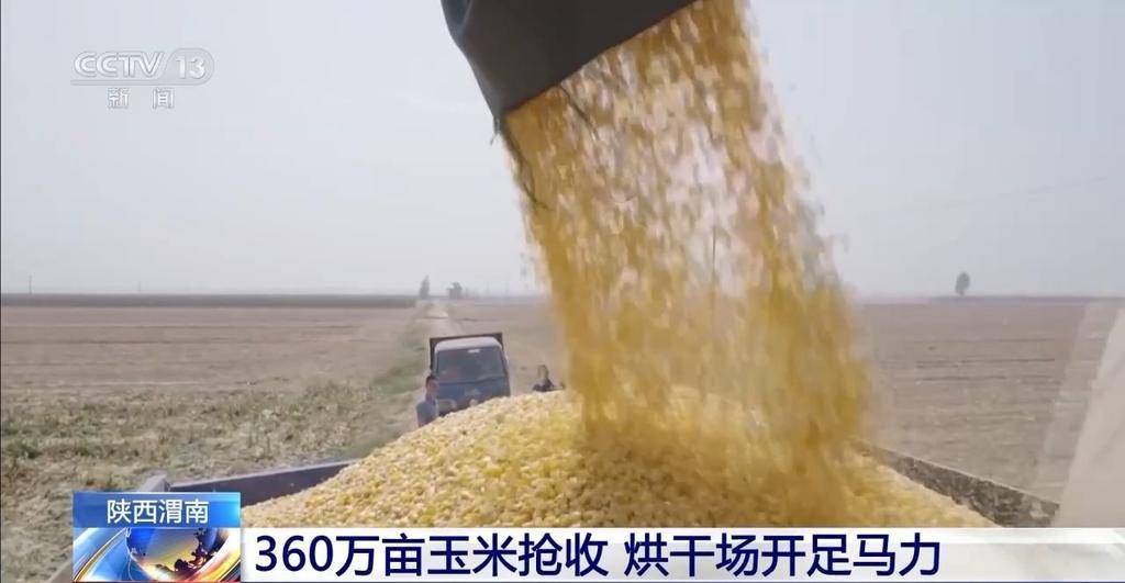 玉米秋收遇上阴雨天气 多地烘干厂开足马力