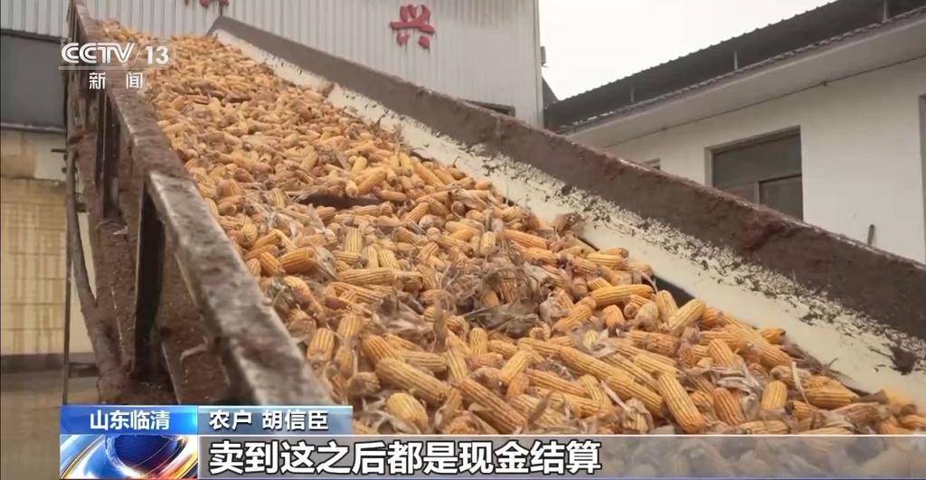 玉米秋收遇上阴雨天气 多地烘干厂开足马力
