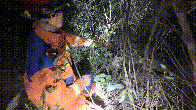 “仙草”诱娃进山失联，家长：一个8岁，一个4岁！