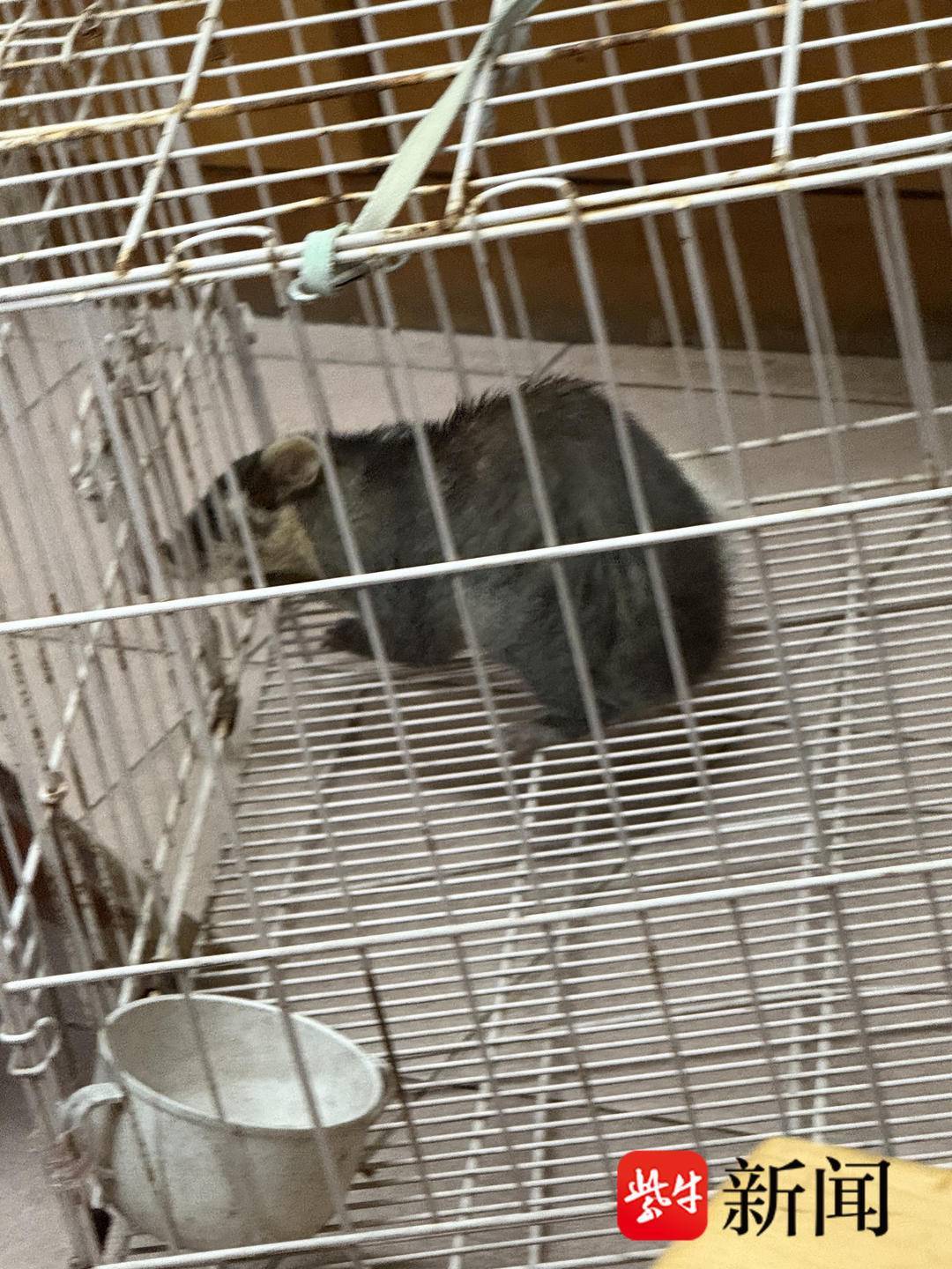 野生鼬獾闯进南京一小区：有点可爱，会放臭气