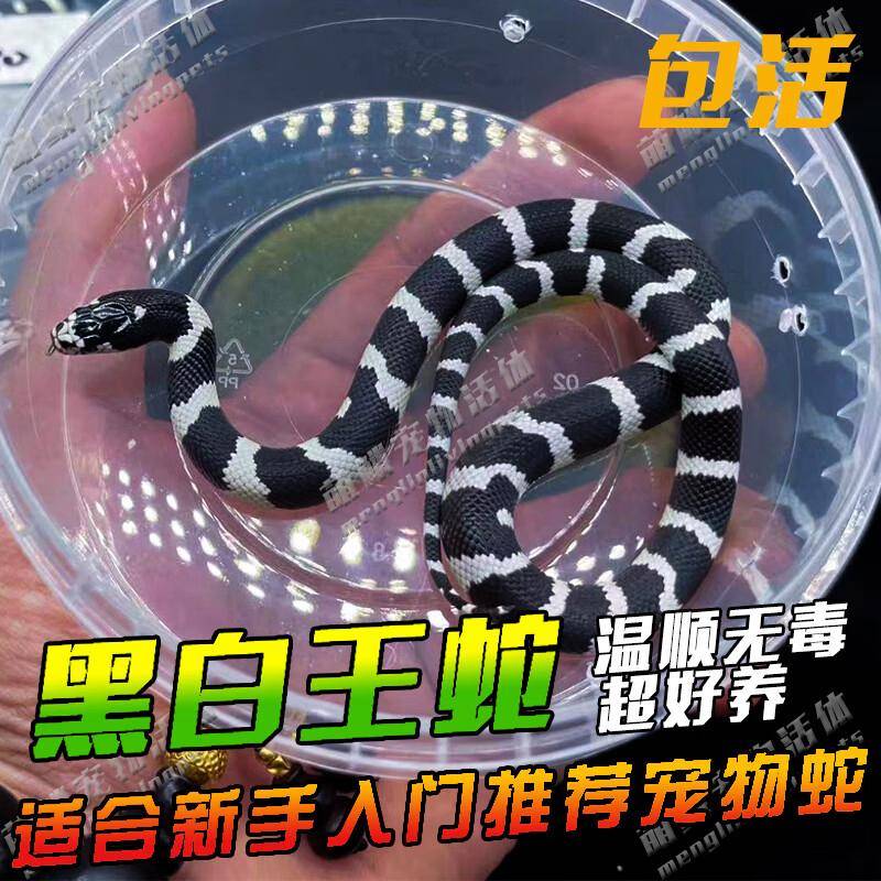 黑王蛇是保护动物吗?答案来了,快来看看吧!_生物_人类_宠物