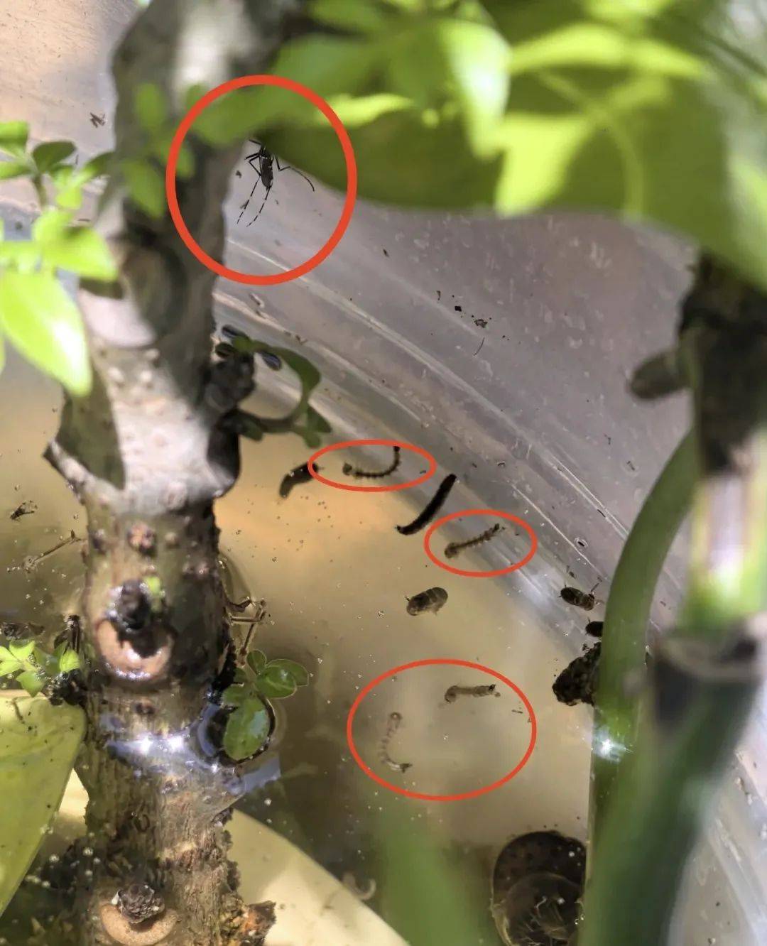 事关基孔肯雅热！全国首个试剂盒获批上市！