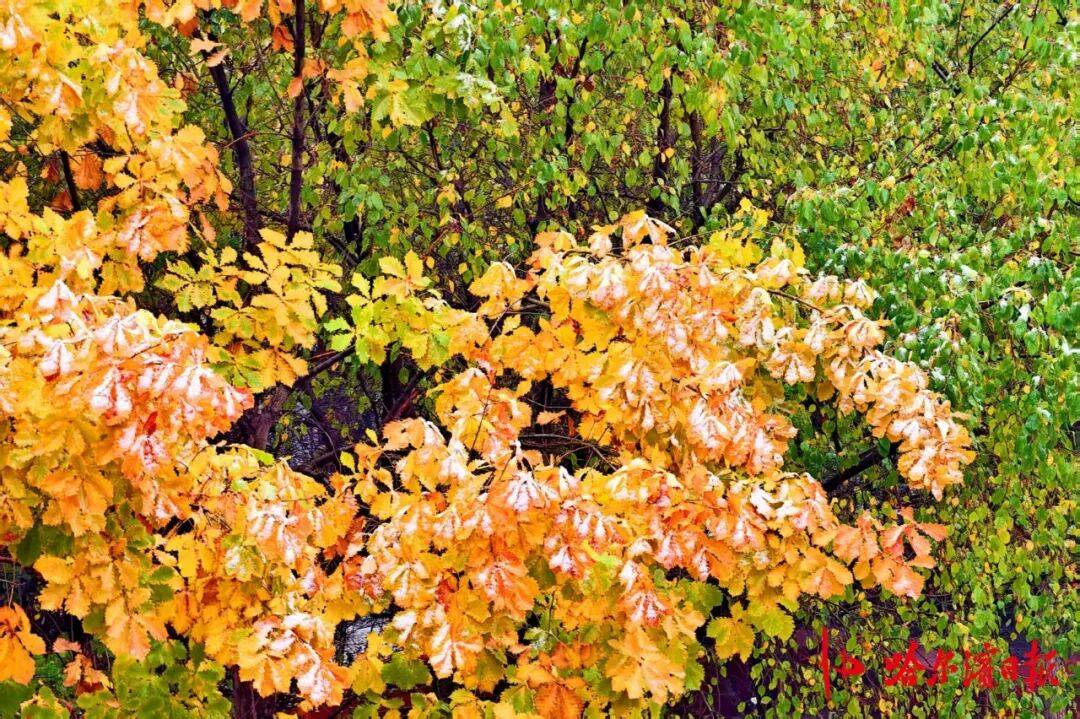 哈尔滨，下雪了！冬季浪漫篇章即将开启~-祁梦博客