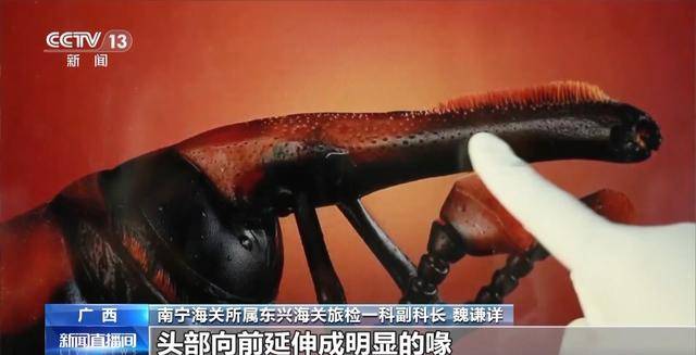 海关查获36头红棕象甲！入境旅客背包里的“当地美食”竟是有害外来入侵物种