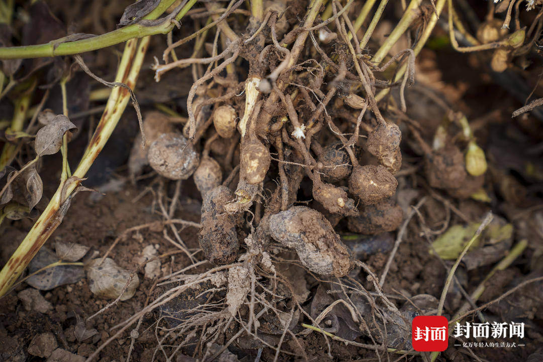 破记录秋雨致玉米发芽霉变，河南焦作种植户泥泞中忙抢收｜图集