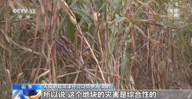 遭遇连阴雨如何保收？记者直击秋粮抢收一线