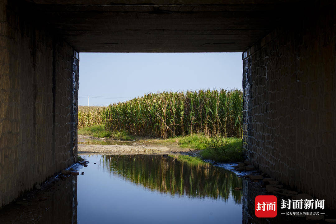 破记录秋雨致玉米发芽霉变，河南焦作种植户泥泞中忙抢收｜图集