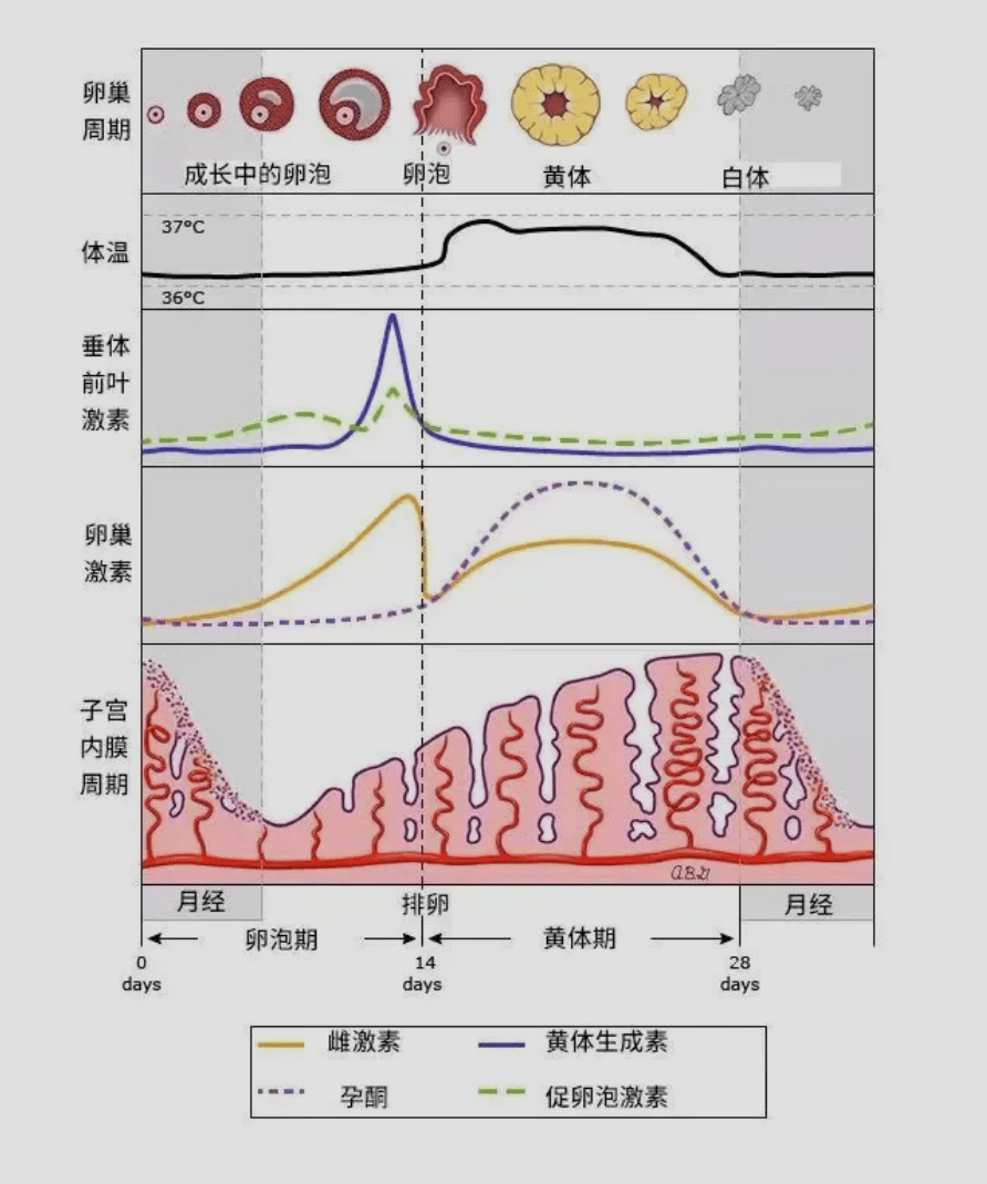 产后多久来月经才正常？月经恢复越早身体越好是真的吗？