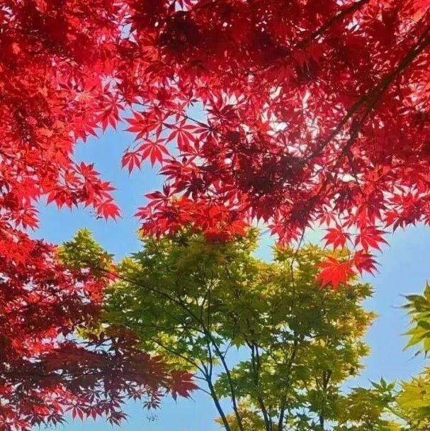 882 进入最佳观赏期!感受石家庄公园广场红枫之美→_叶片_市民_红叶