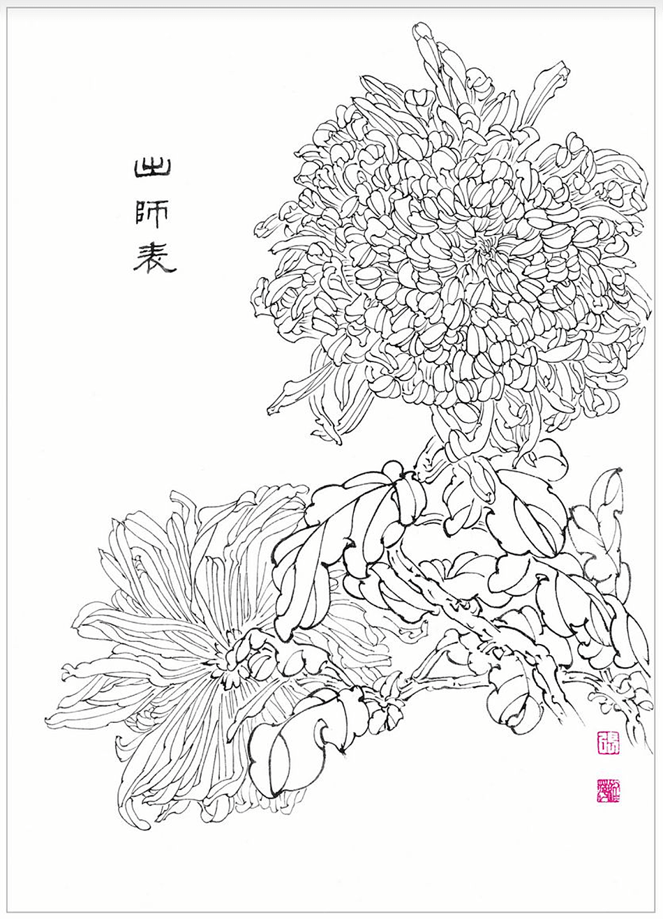 天水书画家张维萍白描菊花,线条里全是秋天的故事