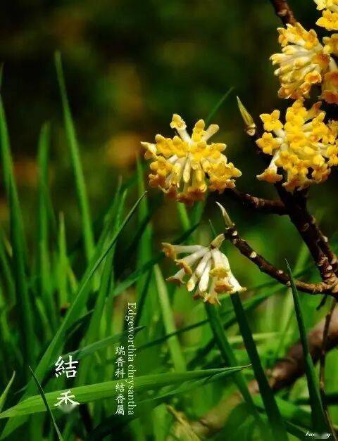 40种小清新风格的植物识别图鉴,美美哒!