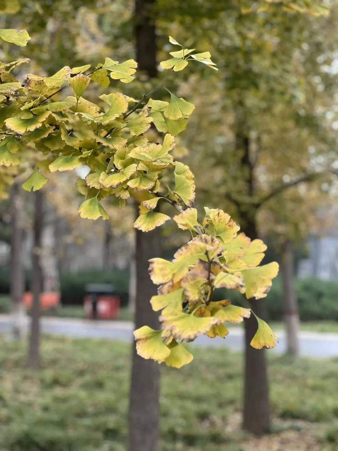 保定人大风降温即将登场