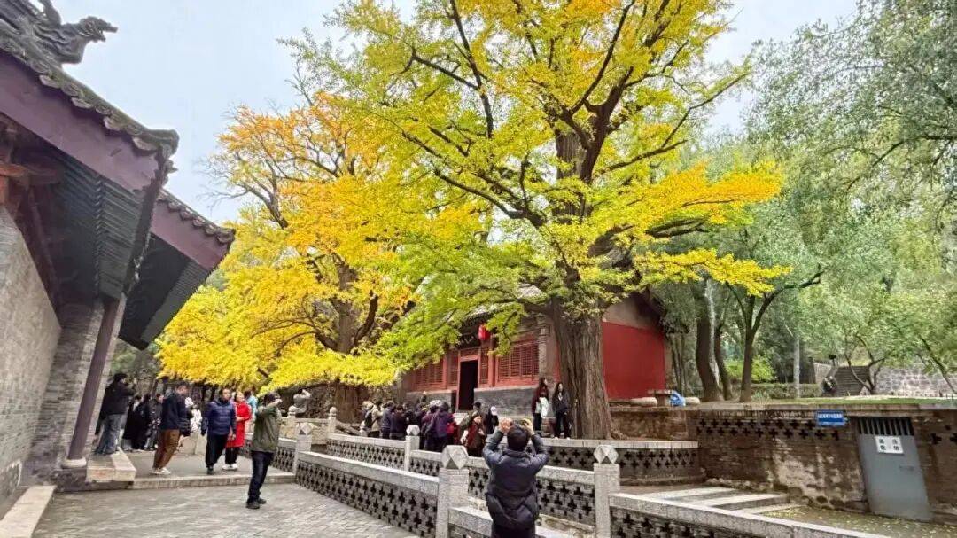 山西太原：晋祠五百年银杏迎最佳观赏期