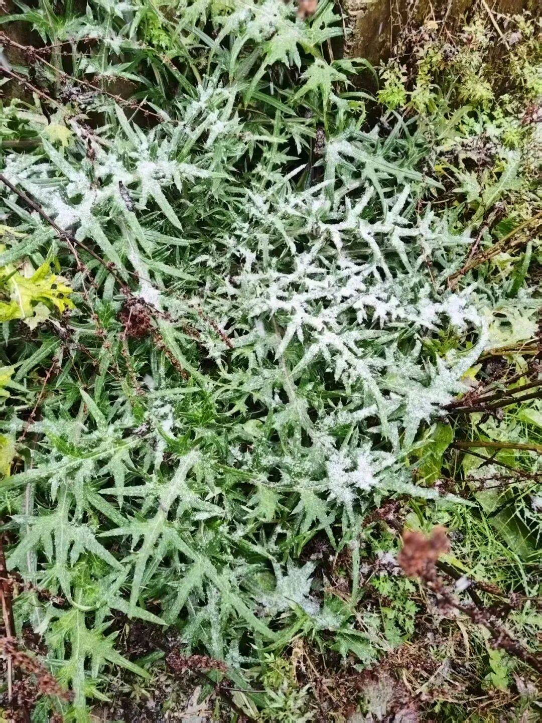 雪啦接下来的昆明