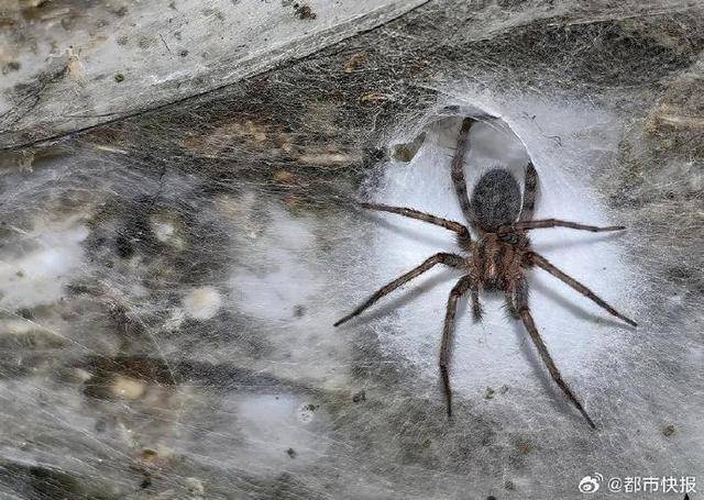 科学家发现世界上最大蛛网超100平米，网中有超11万只蜘蛛
