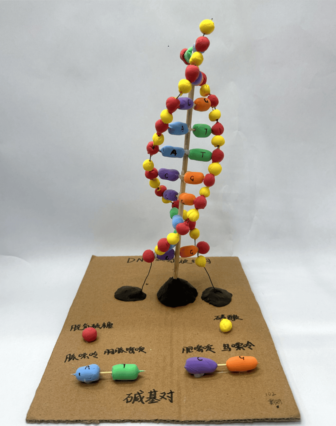 陈子鑫,李童远 噬菌体侵染大肠杆菌102 吴易达,方天成 染色体分裂模型