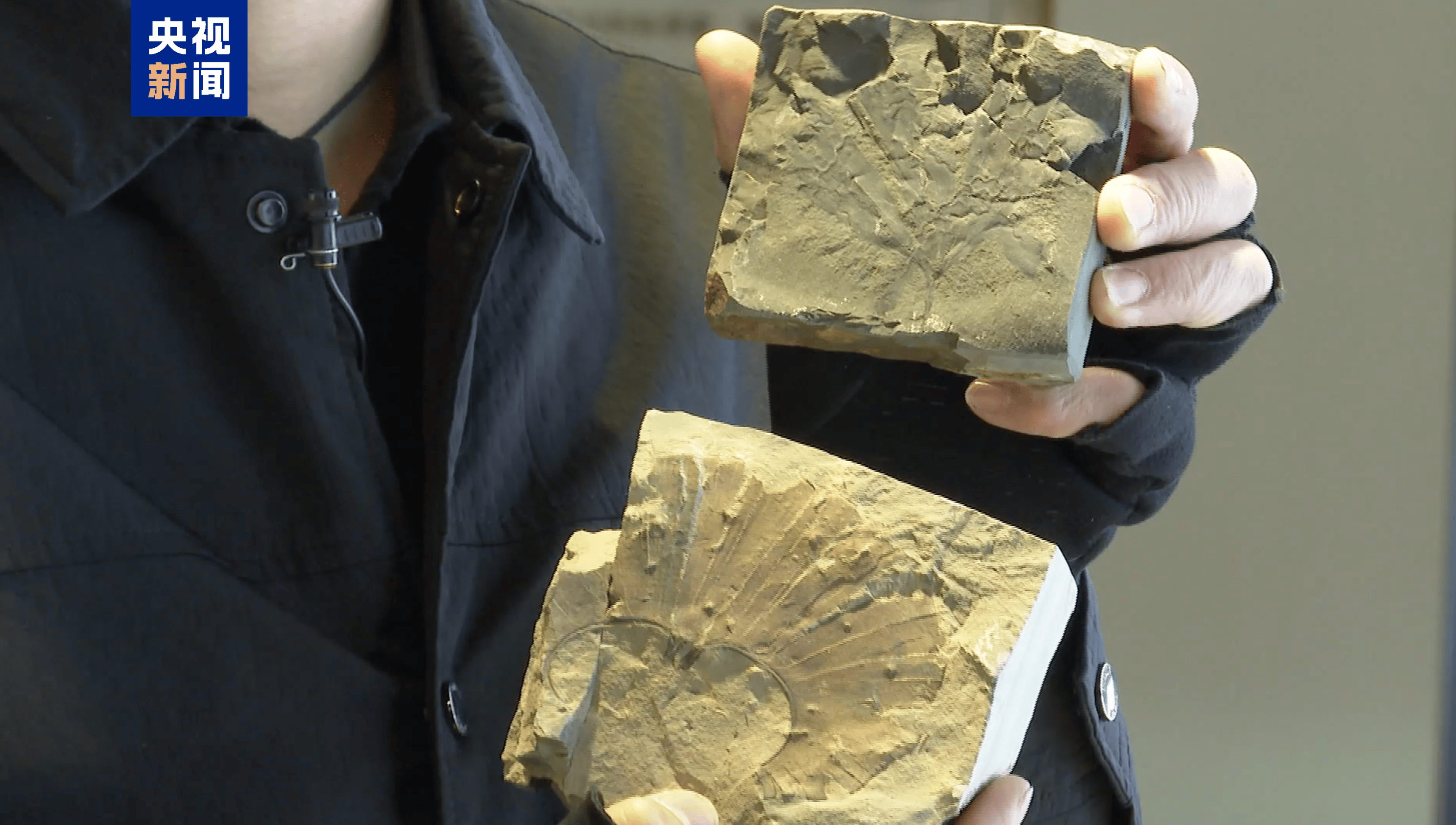 距今约2.8亿年!山西阳泉矿区发现远古银杏化石