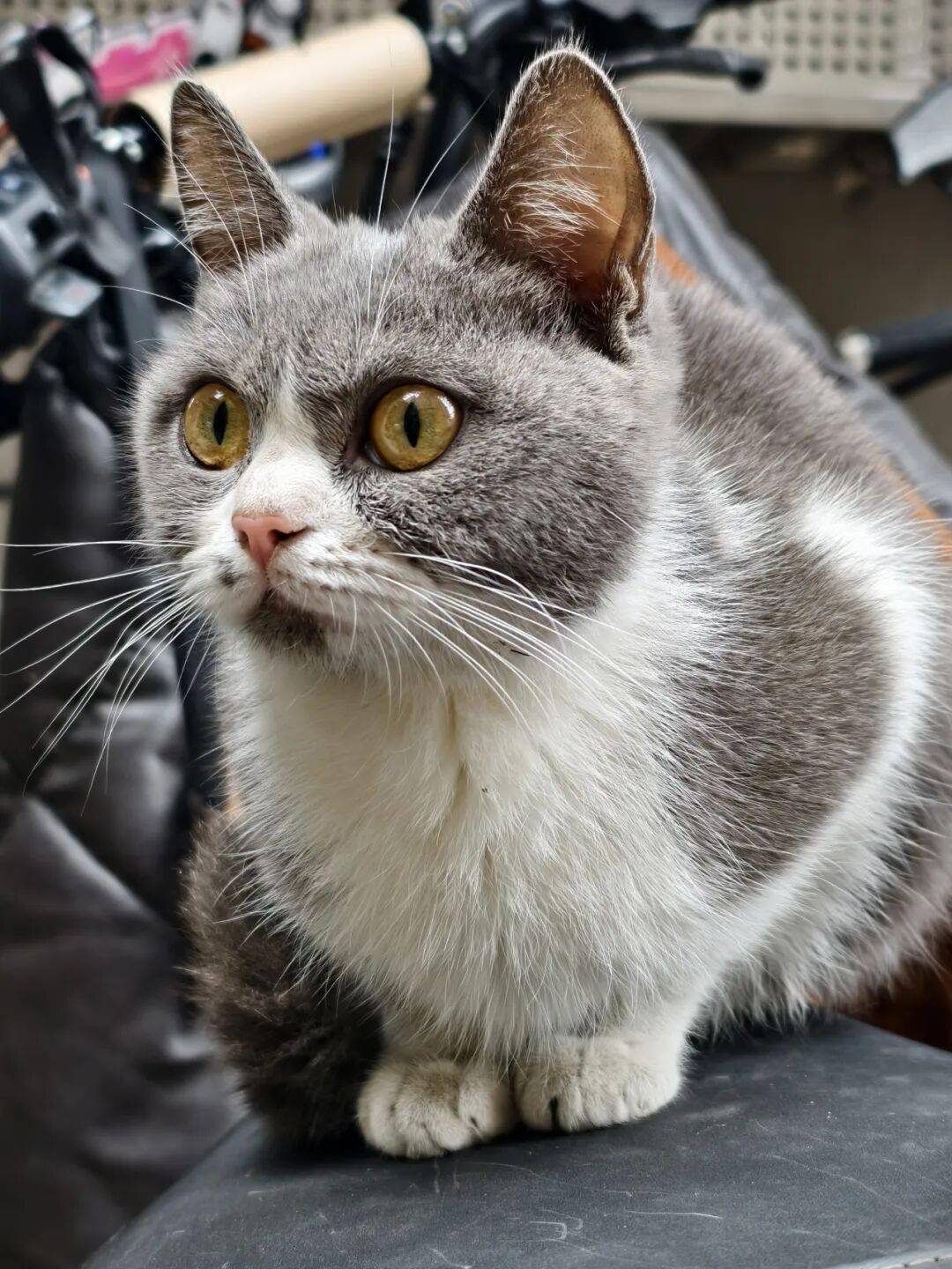 一只蓝白妹妹性格好粘人非常乖巧现在天气寒冷像这样的宠物猫走丢