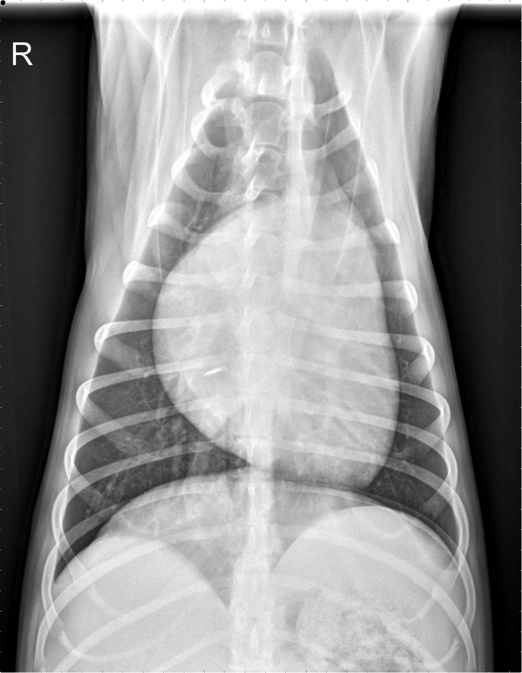 25 张影像实操:犬心脏大小评估与心脏病诊断