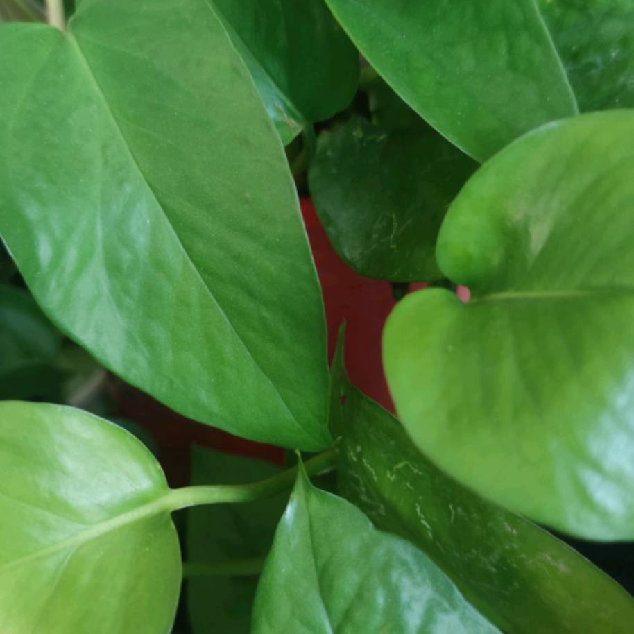 高清直播免费入口及赛前伤停情况全解析