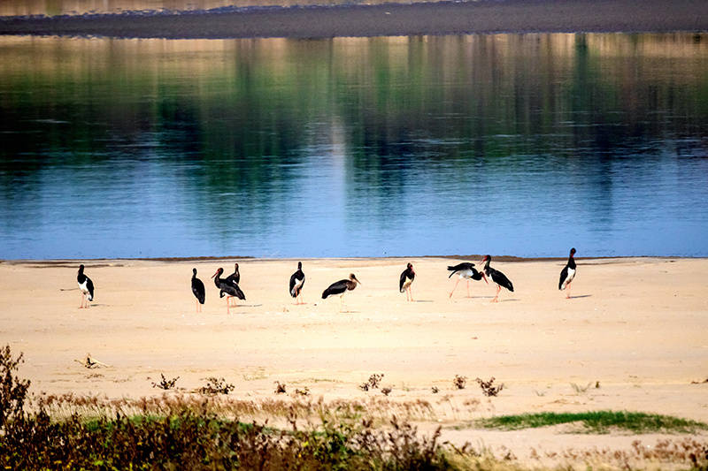 梦魔小镇的科尔内莉卡动画简介 两个封印的魅魔被放出来叫什么动漫？