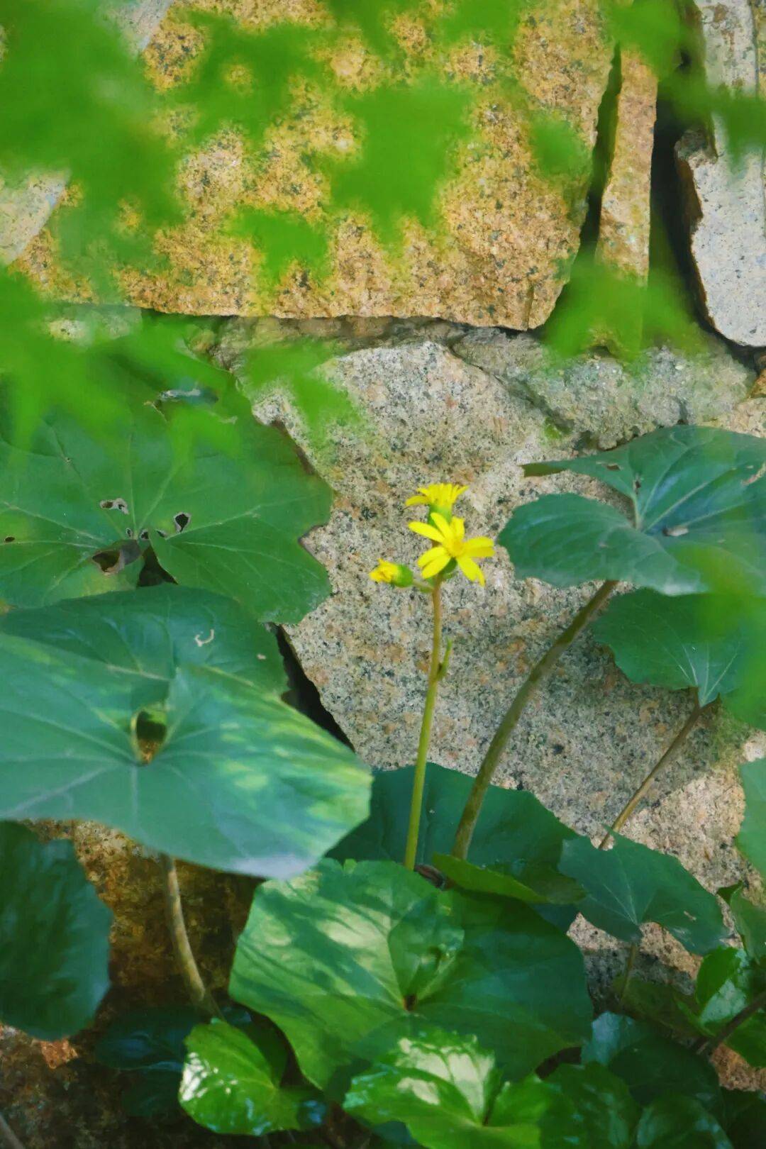 当寒冬遇见暖黄同里湿地的大吴风草美成童话
