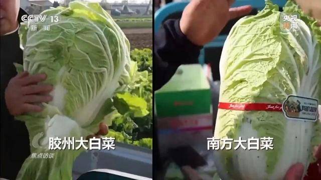 155元一棵白菜和9毛一斤的白菜一样?央视起底套牌菜